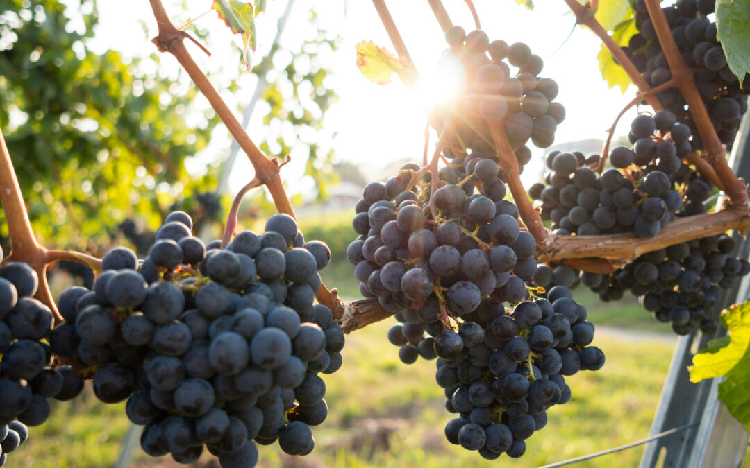 Photo of grapes on a vine